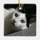 Suche nach schwarze katze ornamente Grün