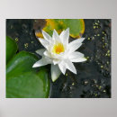 Suche nach wasser blume poster Blühen