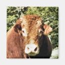 Suche nach stier magnete Tiere