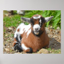 Suche nach baby goat poster Tier