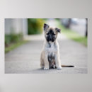 Suche nach fußweg poster Tier