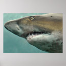 Suche nach weißer hai poster Großartig