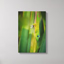 Suche nach goldstaub poster Gecko