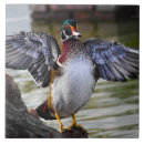 Suche nach vogelbeobachtung fliesen Natur