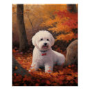 Suche nach bichon frises poster Bichonfrische