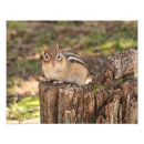 Suche nach chipmunk foto poster Niedlich