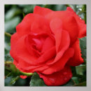 Suche nach regentropfen poster Fotografie