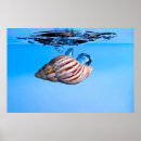 Suche nach seemuschel Wasser