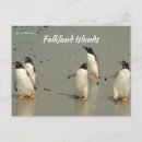 Suche nach gentoo pinguin poster Landschaft