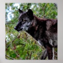 Suche nach black wolf poster Tiere