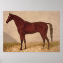 Suche nach arabian horse poster Arabisch