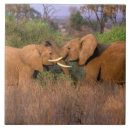 Suche nach afrika fliesen Safari