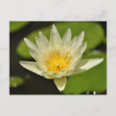 Suche nach rosa wasser postkarten Lotus