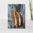 Suche nach daz Katze