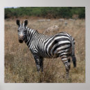 Suche nach zebrastreifen poster Wild