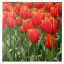 Suche nach tulpen fliesen Blume