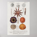 Suche nach muscheln poster Seashell