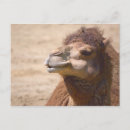 Suche nach kamele postkarten Sandsand