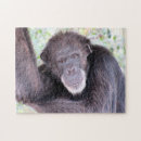 Suche nach schimpansen puzzle Foto
