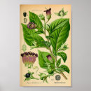 Suche nach belladonna poster Botanisch