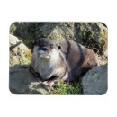 Suche nach niedliche otter magnete Natur
