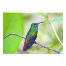 Suche nach grüner kolibri poster Rosa