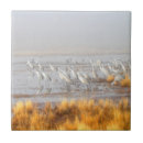 Suche nach vogelbeobachtung fliesen Flügel