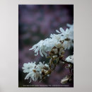 Suche nach weiße magnolie poster Natur