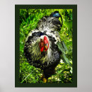 Suche nach wyandotten poster Hühner