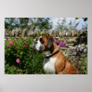 Suche nach pam kunst Dog