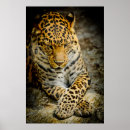 Suche nach jaguar tier poster Großkatze