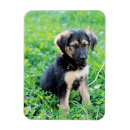 Suche nach german shepherd alle magnete Dog