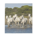 Suche nach pferd notizblock Wild