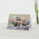 Suche nach tierfamilie karten Fuchs