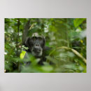 Suche nach schimpanse poster Tiere
