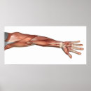 Suche nach tendon poster Horizontal