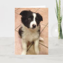 Suche nach border collie karten Niedlich