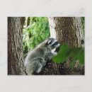 Suche nach waschbär postkarten Sommer