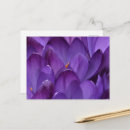 Suche nach krokus postkarten Blume