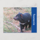 Suche nach tasmanian devil postkarten Tasmanischer teufel