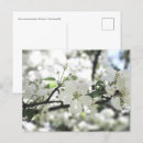 Suche nach apfelblüten postkarten Weiß