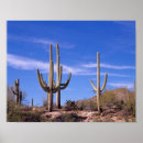 Suche nach arizona wüste poster Kaktus