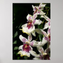 Suche nach weiße orchideen poster Tropische blume