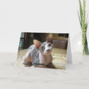 Suche nach sphynx katze karten Liebe