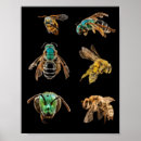 Suche nach entomologie poster Bugs