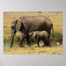 Suche nach drei tiere poster Kenia