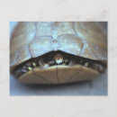 Suche nach schildkröte foto postkarten Fotografie