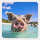 Suche nach ferkel aufkleber Urlaub