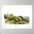 Suche nach cotton poster Illustration