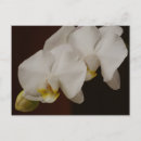 Suche nach orchideen foto postkarten Weiß